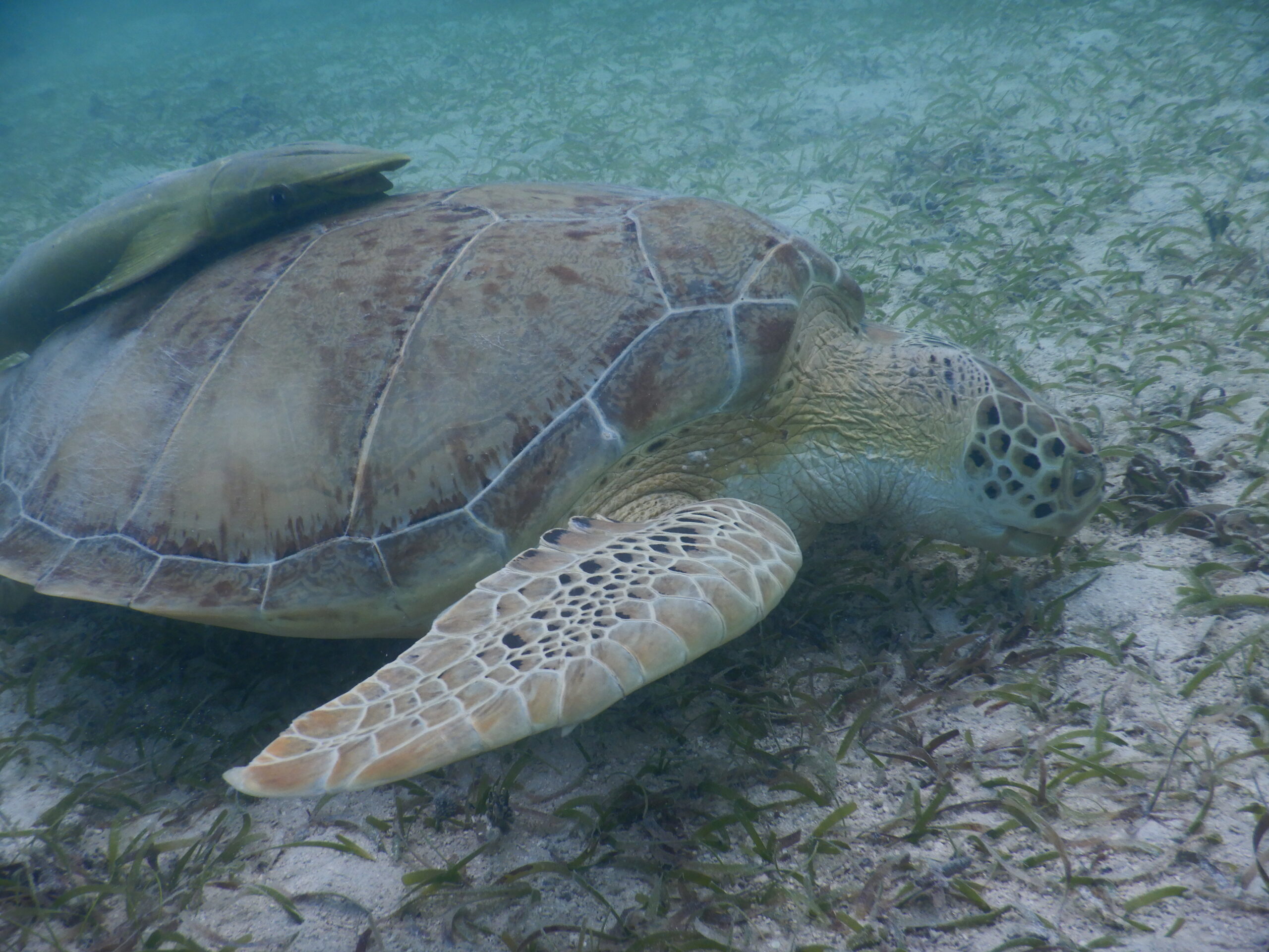 SNORKEL MAHO BEACH ST JOHN USVI