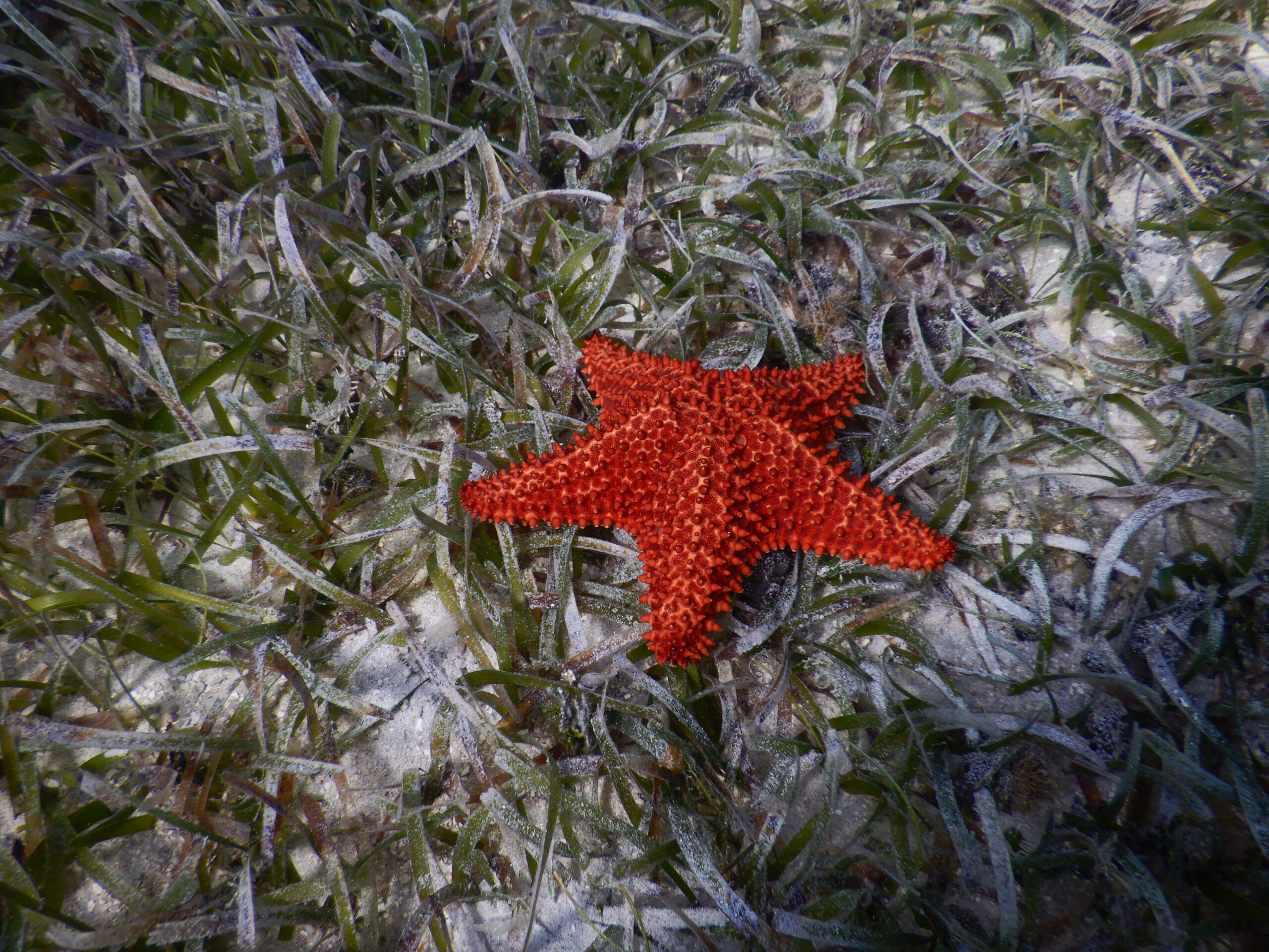 STARFISH SNORKEL ST JOHN USVI