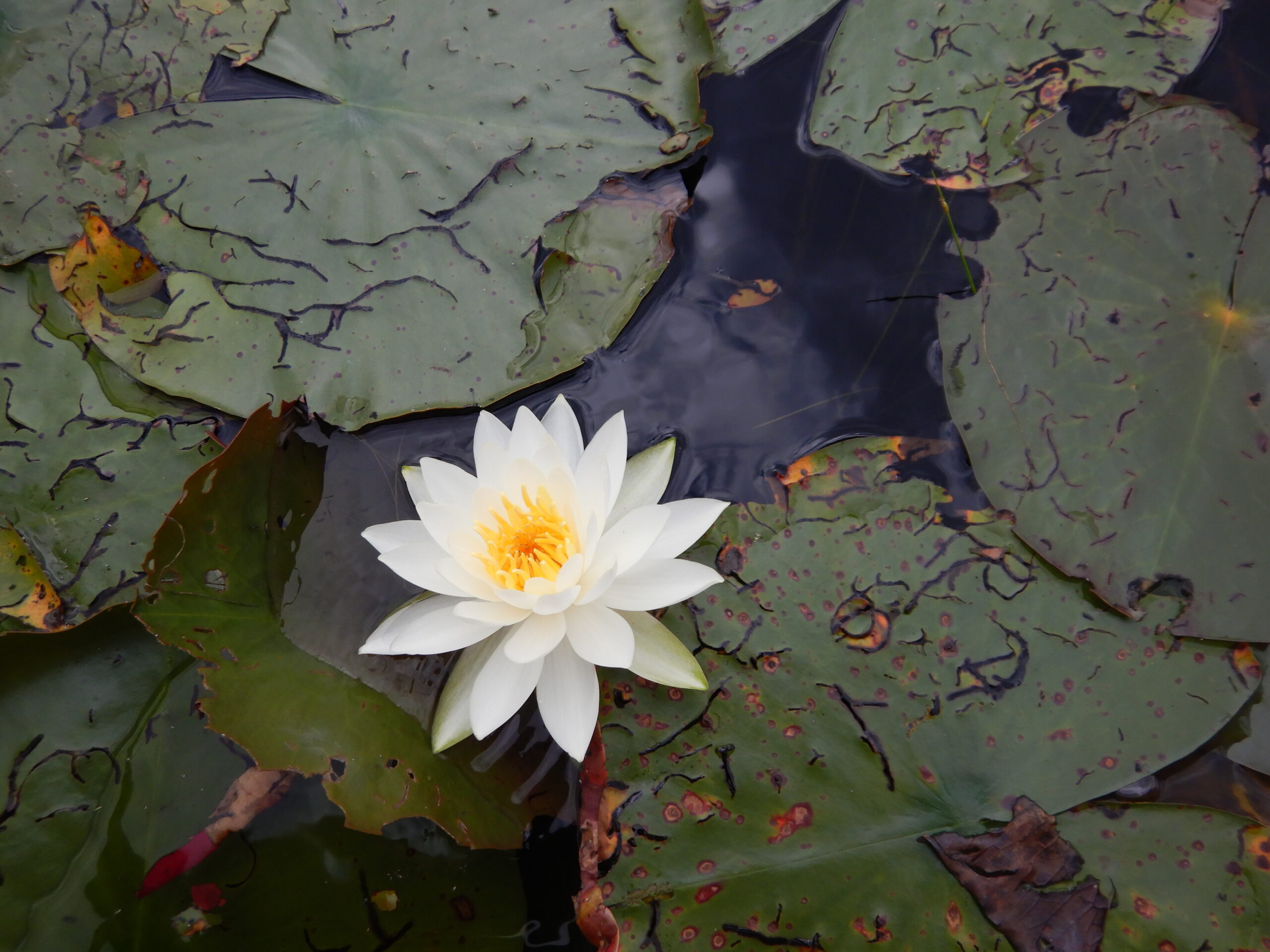 BWCA lily pads