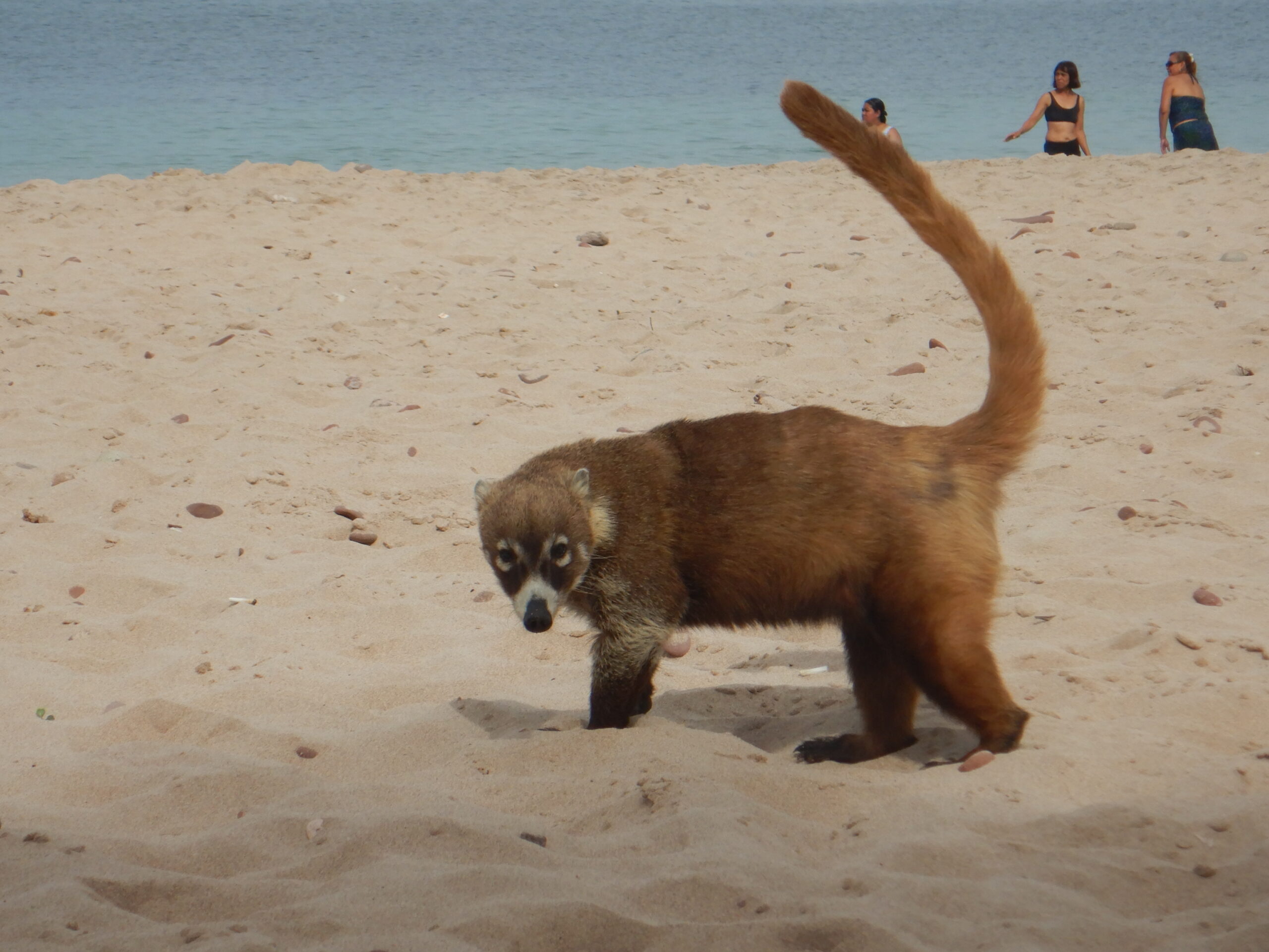 Coati mazatlan deer island